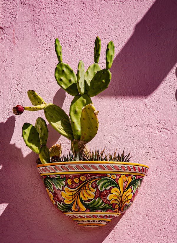 Suspension murale pour plantes : votre havre de paix naturel